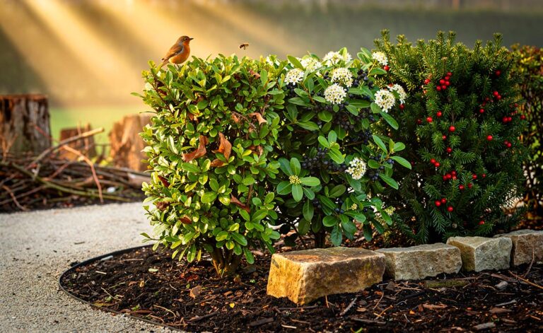 Illustration von drei einheimischen Hecken – Hainbuche, Liguster und Eibe – als dauerhaftem Ersatz für Thuja im Garten